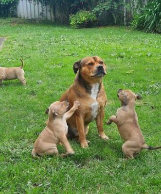 English Staffordshire Bull Terrier Puppies 4 Sale 